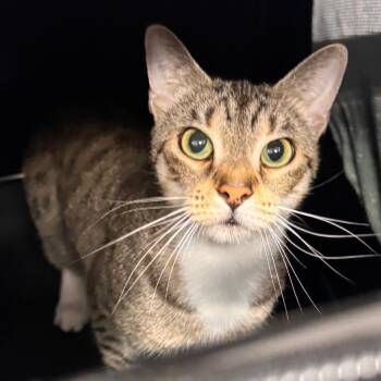 Toni -  Domestic Short Hair Cat for Adoption in Tampa, Florida - Toni | PetCurious