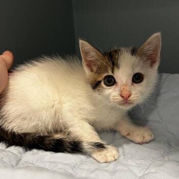 Nickel Pickle -  Domestic Short Hair Cat for Adoption in Chattanooga, Tennessee - Nickel Pickle | PetCurious