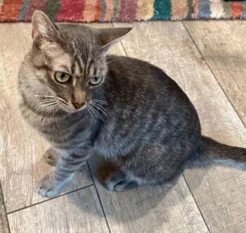 Rescue Domestic Short Hair Cats for Adoption - Mimmi | PetCurious