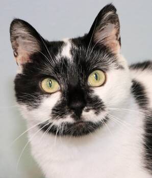 Rescue Domestic Short Hair Cats for Adoption in Cincinnati, Ohio - Crosley | PetCurious