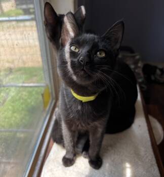 Rescue Domestic Short Hair Cats for Adoption in Anderson, South Carolina - Ruby | PetCurious