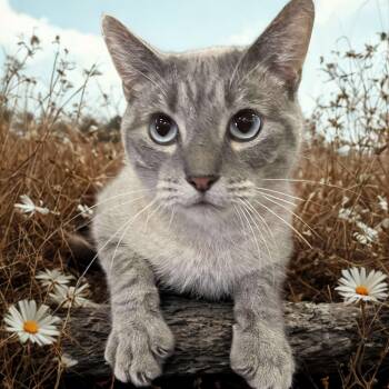 Rescue Siamese Cats for Adoption in Visalia, California - Sage | PetCurious