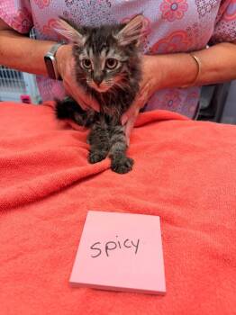 Spicy Kitten -  Domestic Medium Hair Cat for Adoption in Vancouver, Washington - Spicy Kitten | PetCurious