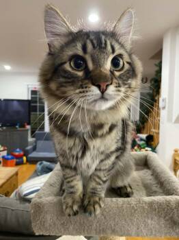 Domestic Medium Hair Cats Available for Adoption - Renard | PetCurious