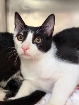 Domestic Short Hair Cats Available for Adoption - Hamilton | PetCurious