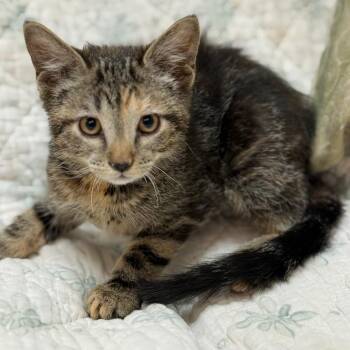 Dawn w/ Dusk -  Domestic Short Hair Cat for Adoption in Flagstaff, Arizona - Dawn W/ Dusk | PetCurious