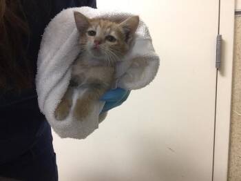 MARMALADE -  Domestic Short Hair Cat for Adoption in Riverside, California - MARMALADE | PetCurious