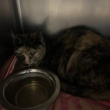 Audrina -  Domestic Short Hair Cat for Adoption in Bristol, Indiana - Audrina | PetCurious