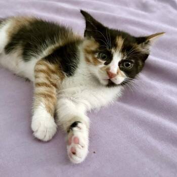 Verizon 24 -  Domestic Short Hair Cat for Adoption in Austin, Texas - Verizon 24 | PetCurious
