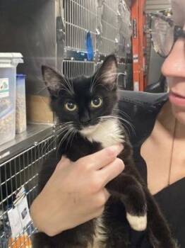 Olive -  Domestic Medium Hair and Domestic Short Hair Cat for Adoption in Fairhope, Alabama - Olive | PetCurious