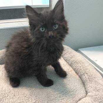 Zoop -  Domestic Short Hair Cat for Adoption in Long Beach, California - Zoop | PetCurious