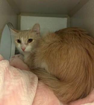 Domestic Long Hair Cats Available for Adoption in Mason City, Iowa - Aubrey | PetCurious