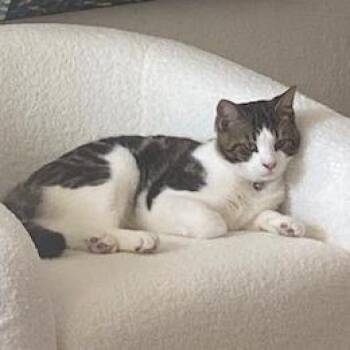 Domestic Short Hair Cats Available for Adoption - Yoshi | PetCurious