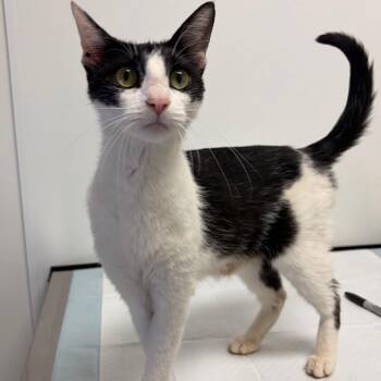 Rizz -  Domestic Short Hair Cat for Adoption in Nashville, Tennessee - Rizz | PetCurious