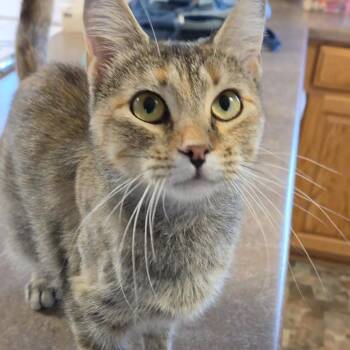 Izzy -  Domestic Short Hair Cat for Adoption in Hutchinson, Minnesota - Izzy | PetCurious