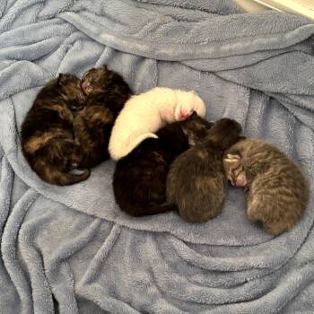 Domestic Short Hair Cats Available for Adoption in Eureka Springs, Arkansas - Larkspur | PetCurious