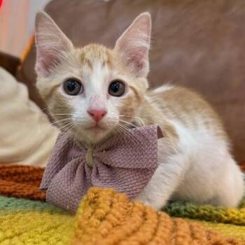 Millie Wren -  Tabby and Domestic Short Hair Cat for Adoption in Friendswood, Texas - Millie Wren | PetCurious
