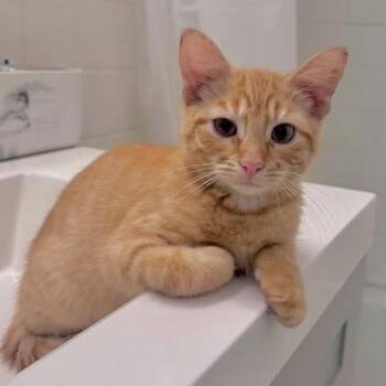 Cheddar -  Domestic Short Hair Cat for Adoption in Chicago, Illinois - Cheddar | PetCurious