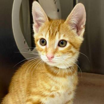 Eraserhead -  Domestic Short Hair Cat for Adoption in Walnut Creek, California - Eraserhead | PetCurious