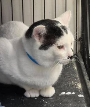 STONE -  Domestic Short Hair Cat for Adoption in Muskegon, Michigan - STONE | PetCurious