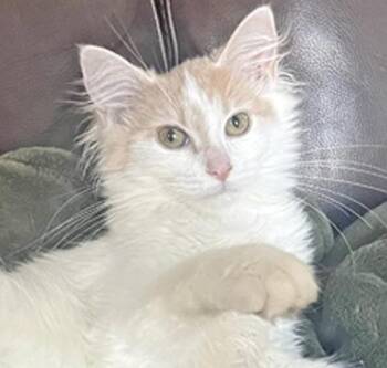 Rescue Domestic Long Hair Cats for Adoption in Amery, Wisconsin - Trix *In Foster* | PetCurious