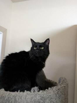 Domestic Medium Hair Cats Available for Adoption in Portland, Oregon - Yang | PetCurious