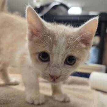 Domestic Short Hair Cats Available for Adoption in Waldorf, Maryland - Cappuccino | PetCurious