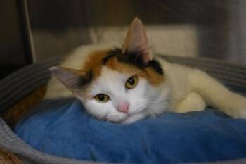 Teeny Lazeeny -  Domestic Long Hair and Domestic Short Hair Cat for Adoption in Kansas City, Missouri - Teeny Lazeeny | PetCurious