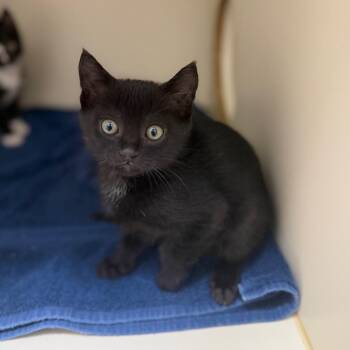 Boq -  Domestic Short Hair Cat for Adoption in Bradenton, Florida - Boq | PetCurious