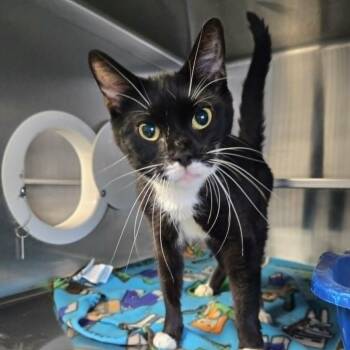 Faye (FIV) -  Domestic Short Hair Cat for Adoption in Watertown, Wisconsin - Faye (FIV) | PetCurious