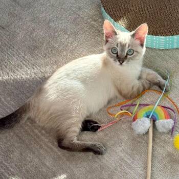 Ramona Olson -  Domestic Short Hair Cat for Adoption in Eagle Mountain, Utah - Ramona Olson | PetCurious