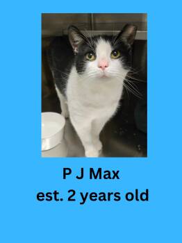 PJ Max -  Domestic Short Hair Cat for Adoption in Ravenna, Ohio - PJ Max | PetCurious