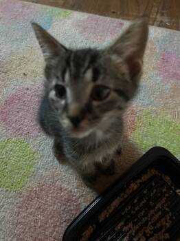 Rescue Domestic Short Hair and American Shorthair Cats for Adoption in Lincoln Park, Michigan - Itty Bitty | PetCurious