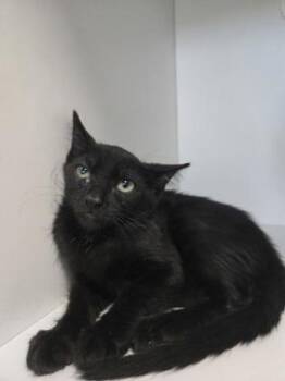 Lysol -  Domestic Short Hair Cat for Adoption in Savannah, Georgia - Lysol | PetCurious