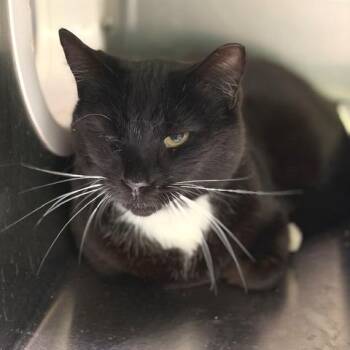 Domestic Short Hair Cats Available for Adoption in Cumming, Georgia - C.J. | PetCurious