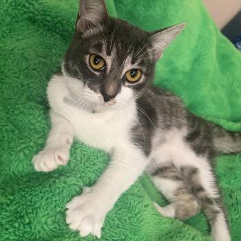 Melvin -  Domestic Short Hair Cat for Adoption in Liverpool, Texas - Melvin | PetCurious