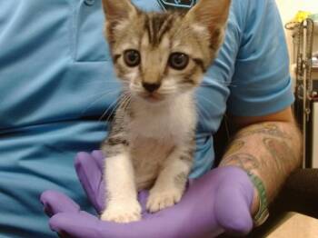 DINKY -  Domestic Short Hair Cat for Adoption in Doral, Florida - DINKY | PetCurious