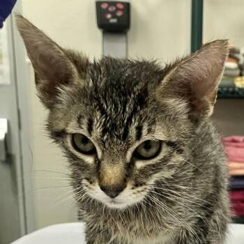 Boo -  Domestic Medium Hair Cat for Adoption in Las Cruces, New Mexico - Boo | PetCurious