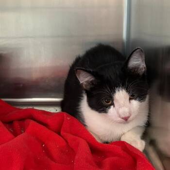 Eddie -  Domestic Short Hair Cat for Adoption in West Des Moines, Iowa - Eddie | PetCurious