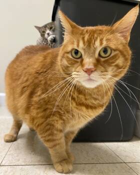 Rescue Domestic Short Hair Cats for Adoption in Fall River, Massachusetts - Gus | PetCurious