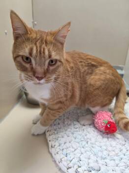 61879274 -  Domestic Short Hair Cat for Adoption in Elko, Nevada - 61879274 | PetCurious