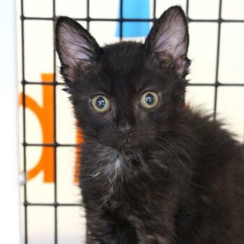 Xeno -  Domestic Short Hair Cat for Adoption in Des Moines, Iowa - Xeno | PetCurious