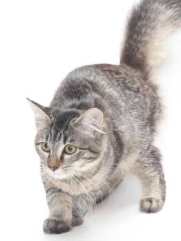 A142956 -  Domestic Medium Hair Cat for Adoption in Burbank, California - A142956 | PetCurious
