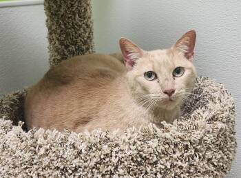 Domestic Short Hair Cats Available for Adoption in Jackson, Tennessee - Khanyisa | PetCurious