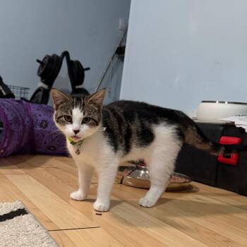 Cricket Russo -  Domestic Short Hair Cat for Adoption in Merrifield, Virginia - Cricket Russo | PetCurious