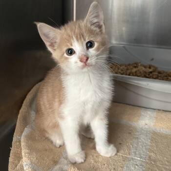 Domestic Short Hair Cats Available for Adoption in Pittsburg, Kansas - Simon | PetCurious