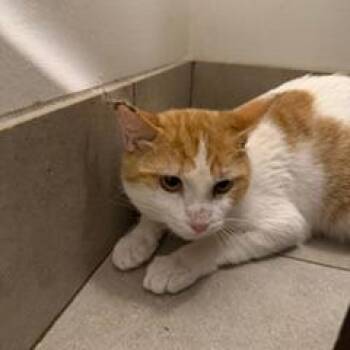 Domestic Short Hair Cats Available for Adoption in Las Vegas, Nevada - Navel | PetCurious