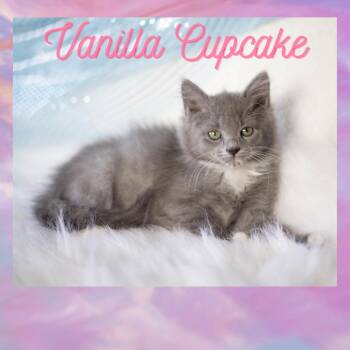 Vanilla Cupcake -  Domestic Medium Hair Cat for Adoption in Brownsboro, Alabama - Vanilla Cupcake | PetCurious