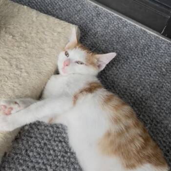 Caboose -  Domestic Short Hair Cat for Adoption in Sunrise, Florida - Caboose | PetCurious
