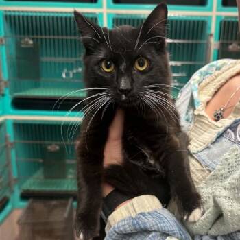 Acorn -  Domestic Short Hair Cat for Adoption in Edwardsville, Illinois - Acorn | PetCurious